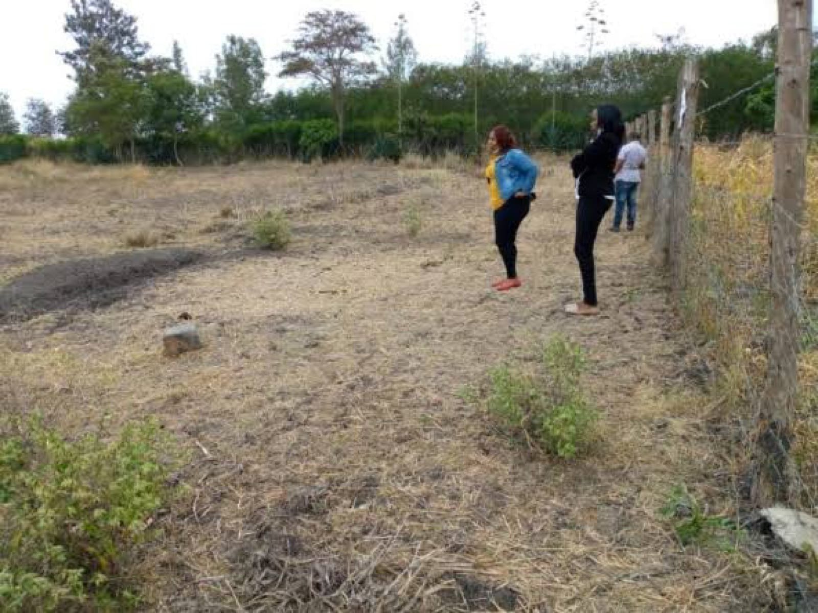 Plots for Sale in Juja Farm 50 by 100 Clean Ready Tittle Deed Fenced Water Tarmac etc