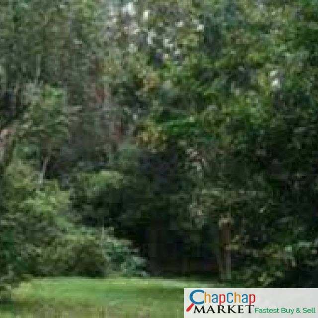 Land for sale in Karen Ready Title Deed QUICK SALE🔥 1/2 acre Academy Road gated half 0.5
