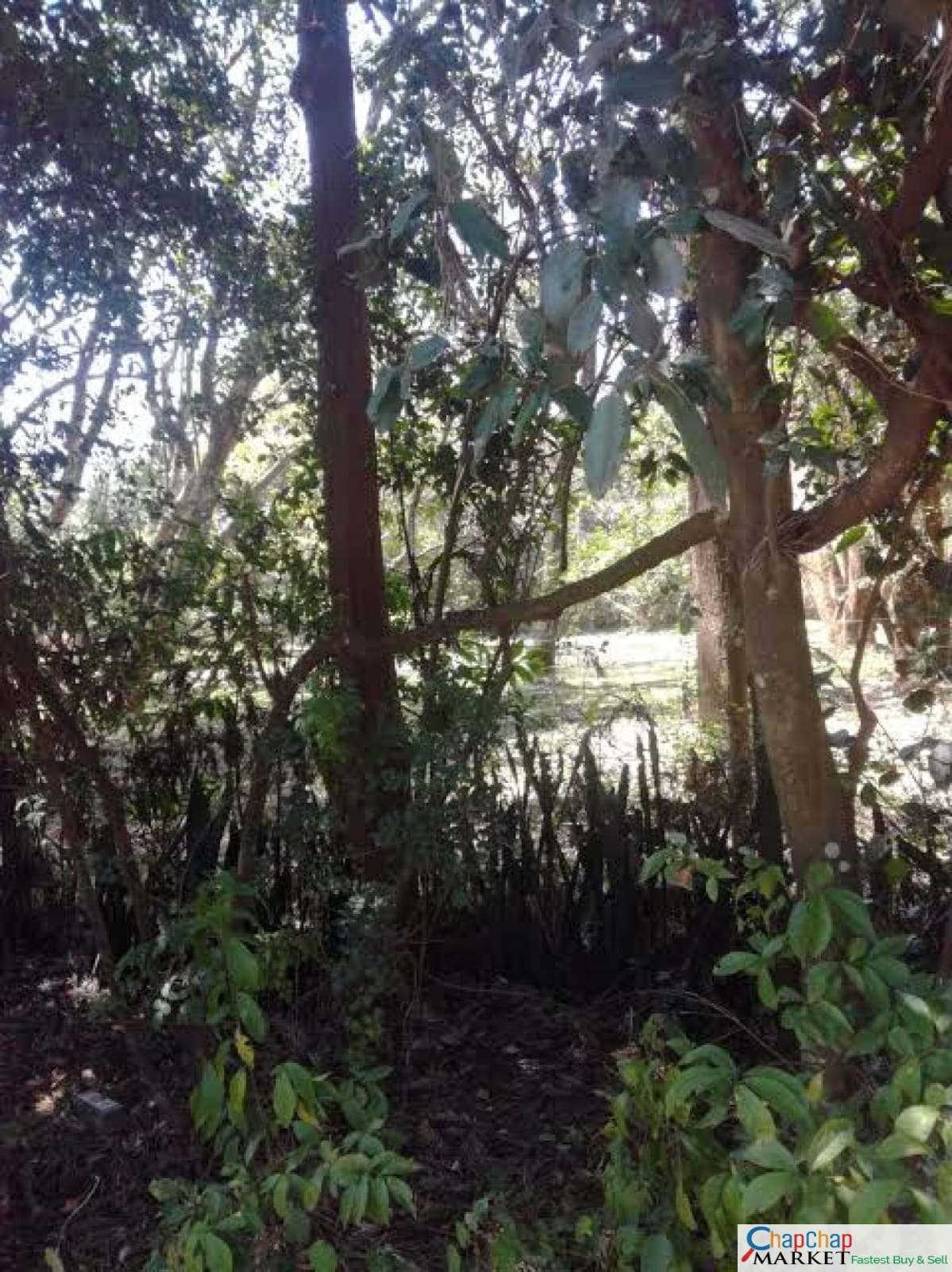 Land for sale in Karen Ready Title Deed QUICK SALE🔥 1/2 0.5 acre Marula