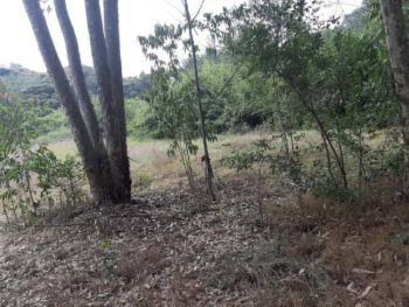 Land for sale in Karen Ngong View Estate 1 Acre Ready Clean Title Deed QUICK SALE Exclusive