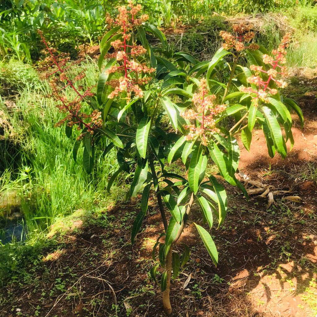 QUICK SALE 1 One Acre With a 3 Bedroom House Ready Clean Title Deed for sale in thika makongeni near MKU Graduation grounds 44 QUICK SALE 1 One Acre With a 3 Bedroom House Ready Clean Title Deed for sale in thika makongeni near MKU Graduation grounds