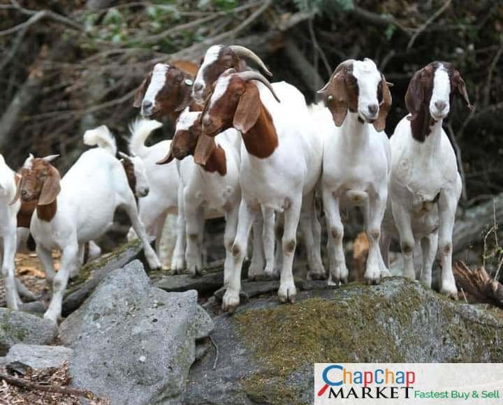 African Grey Parrots For Sale / Peacock For Sale Whats App +254 782269978