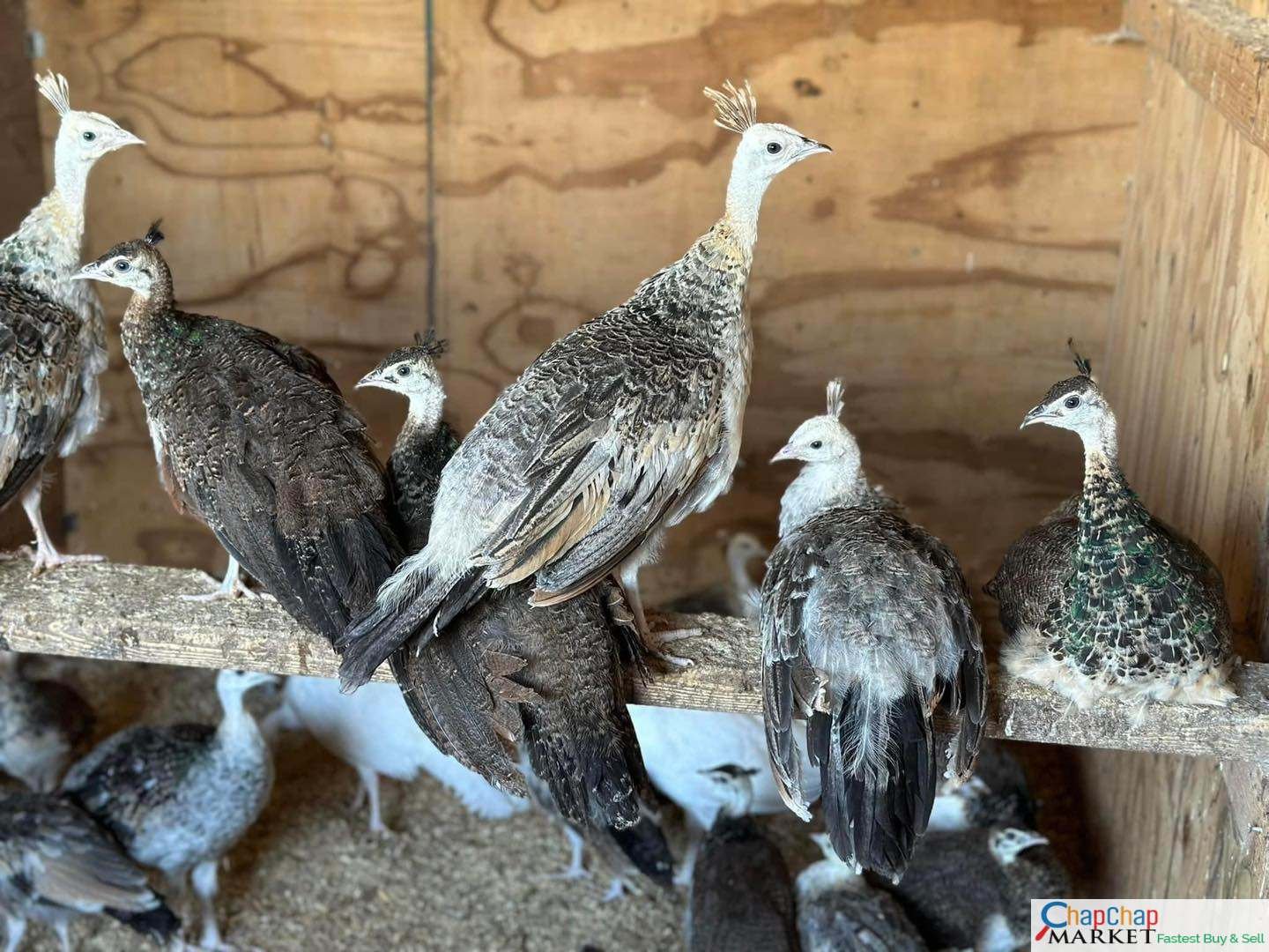 African Grey Parrots For Sale / Peacock For Sale Whats App +254 782269978