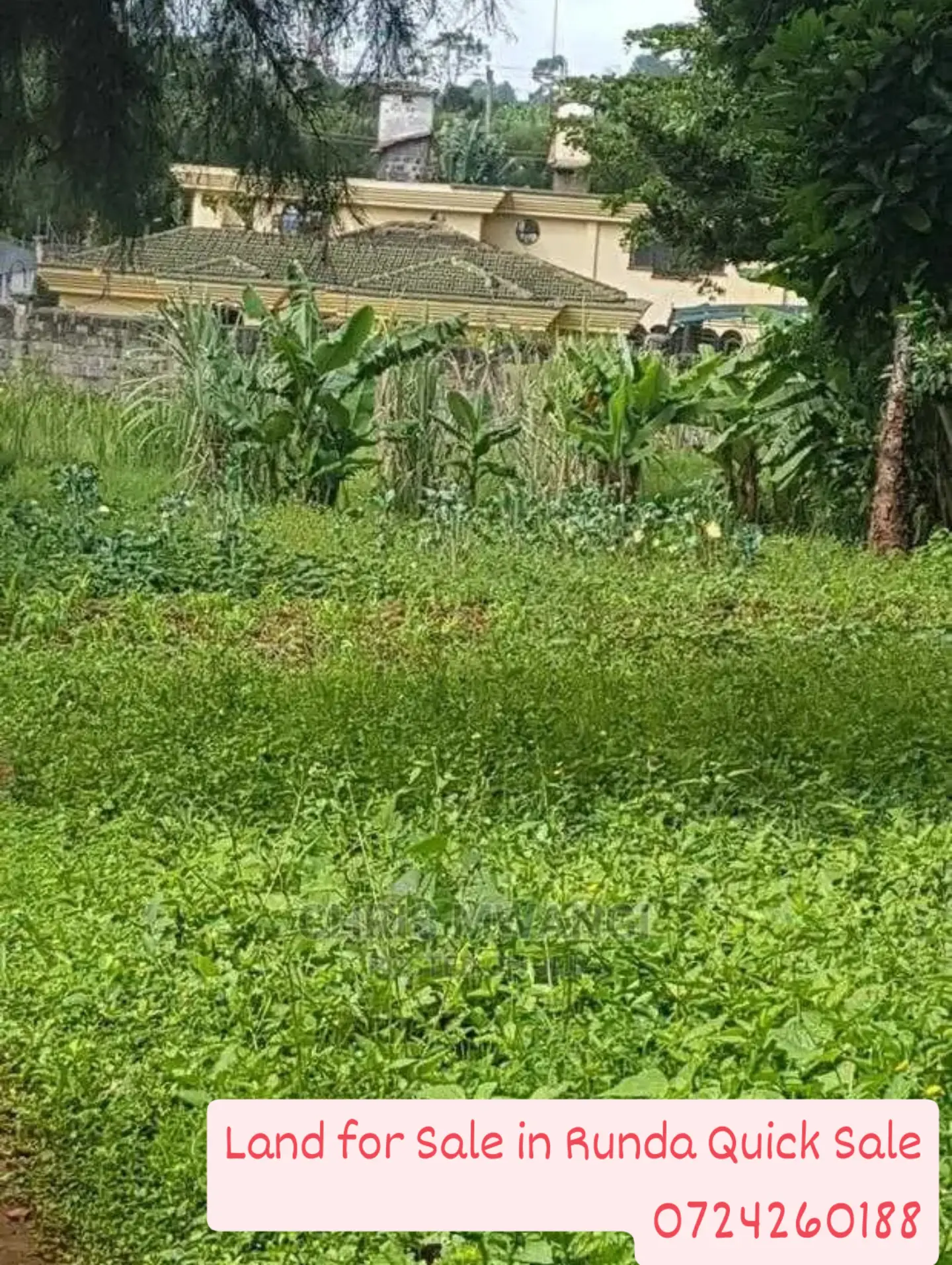 RUNDA MUMWE: 0.5-Acre Vacant Plot QUICK SALE Ready Clean title deed