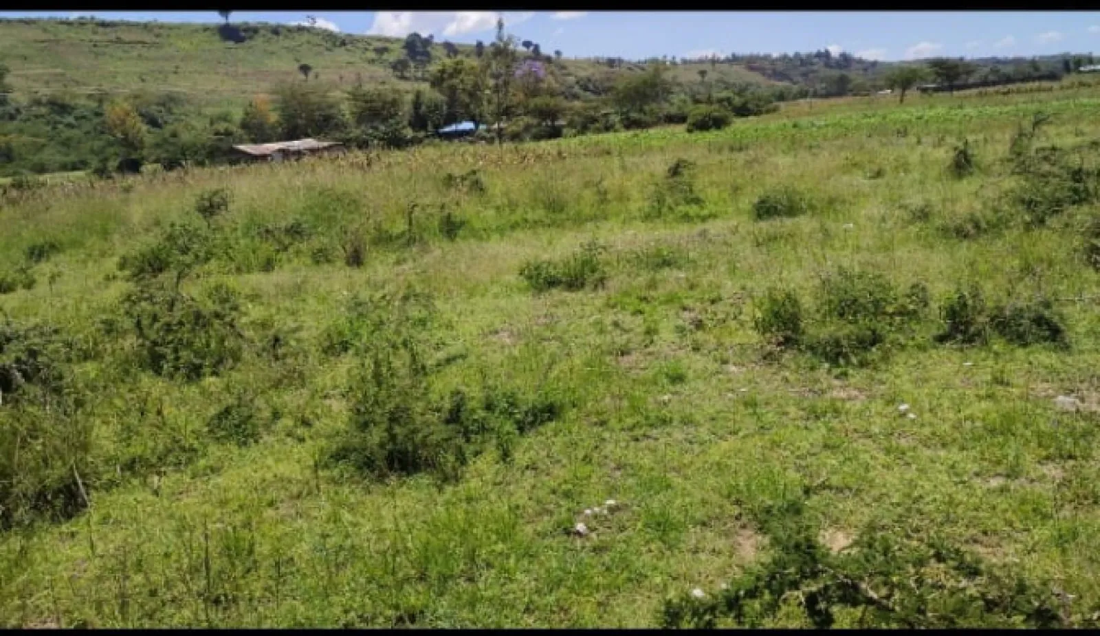 Land For Sale Real Estate-1/2 Acre Meririshwa Mbaruk Clean Tittle Deed Cheapest! 3