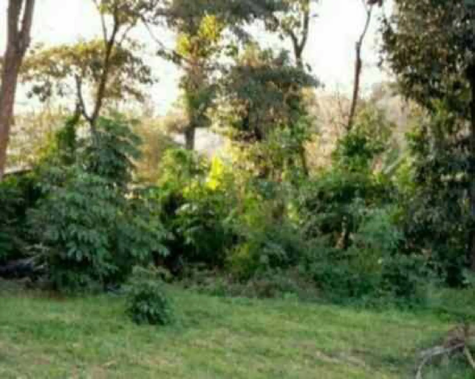 Land for sale in Karen Kabuagi Half Acre each Ready Title Deed QUICK SALE 1/2 0.5 acre Exclusive 🔥