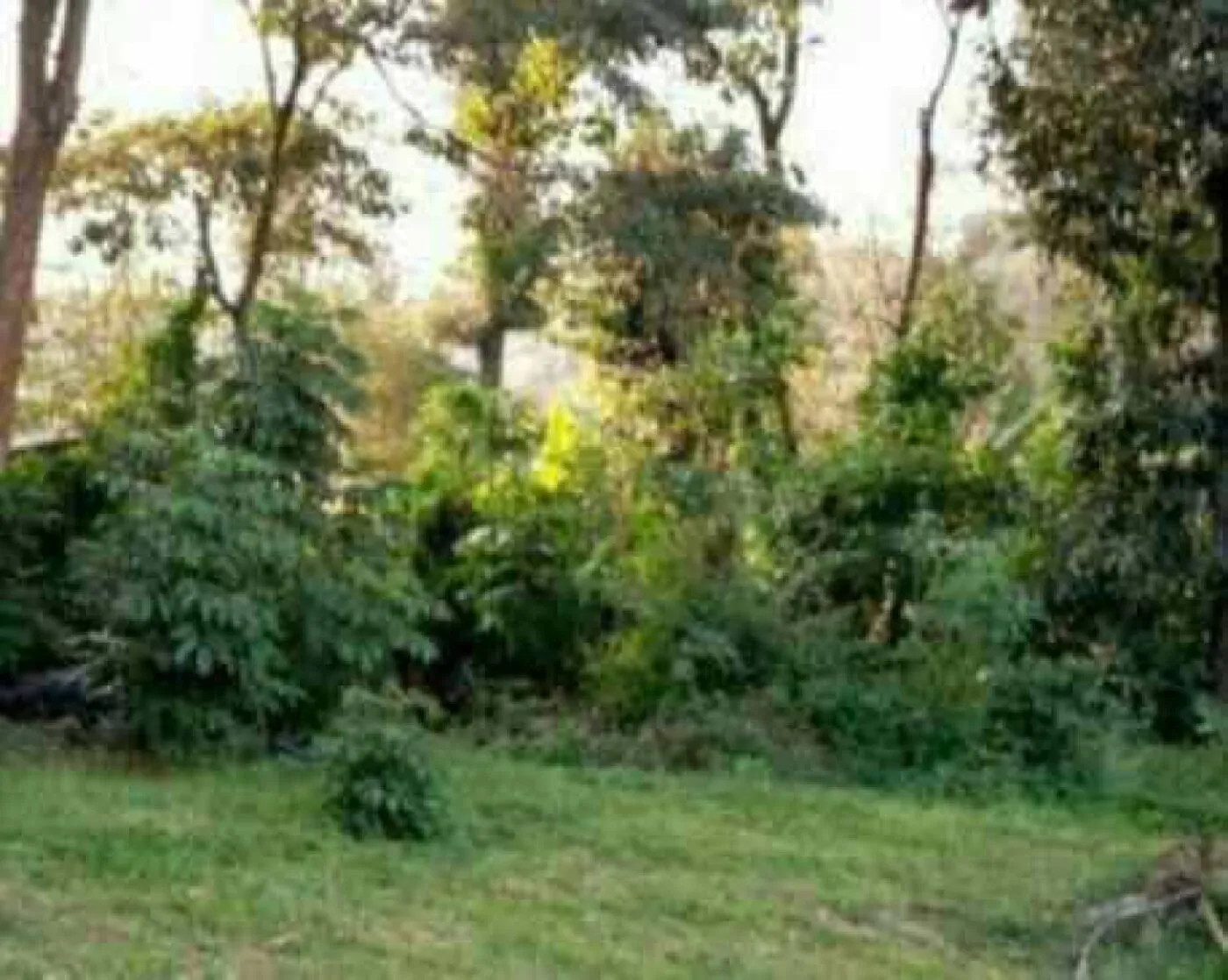 Land For Sale Real Estate-Land for sale in Karen Hardy 1/2 Acre @30M Ready Title Deed QUICK SALE Exclusive half acre 0.5🔥 5
