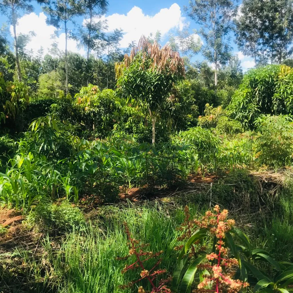 QUICK SALE 1 One Acre With a 3 Bedroom House Ready Clean Title Deed for sale in thika makongeni near MKU Graduation grounds