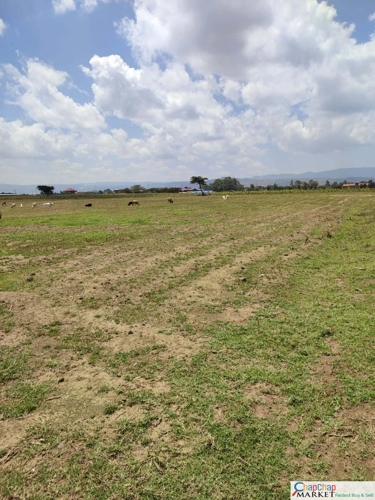 Land for Sale in Nakuru 3.5 ACRES QUICK SALE for sale MBARUK Clean Title Deed