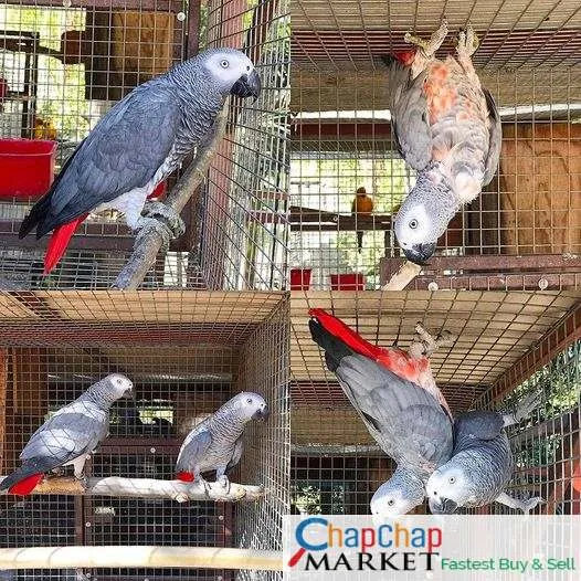 African Grey Parrots For Sale / Peacock For Sale Whats App +254 782269978
